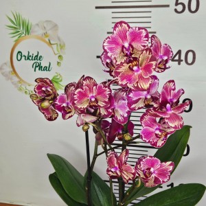 Phalaenopsis  big bang mio